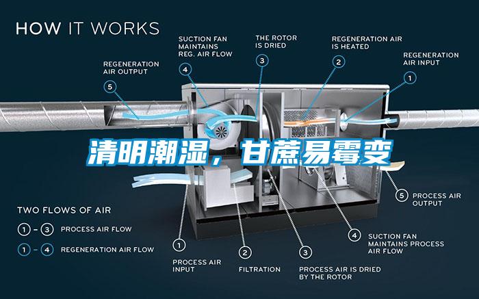 清明潮濕，甘蔗易霉變